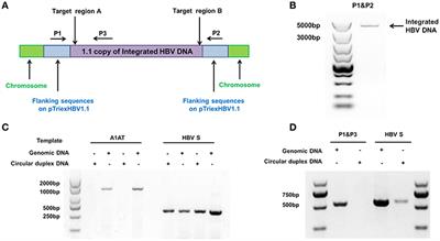 Removal of Integrated Hepatitis B Virus DNA Using CRISPR-Cas9